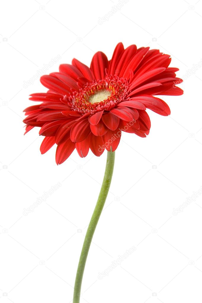 Red gerbera isolated