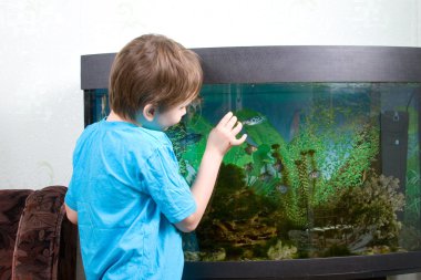 Boy looks at aquarian small fishes clipart