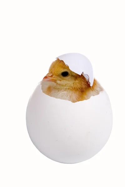 Kip in een shell — Stockfoto