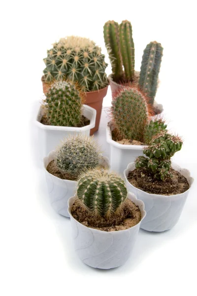Cactus in pots — Stock Photo, Image