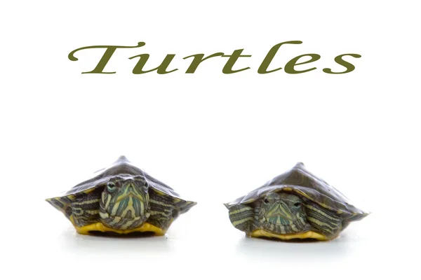 Zwei rote Ohrschildkröten — Stockfoto