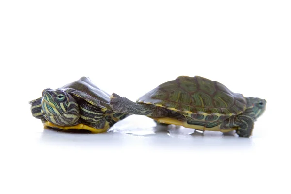 Dos tortugas de oreja roja —  Fotos de Stock