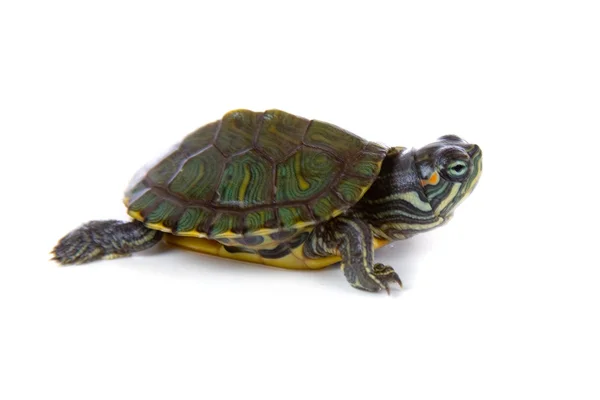 Czerwony ucha żółwia — Zdjęcie stockowe