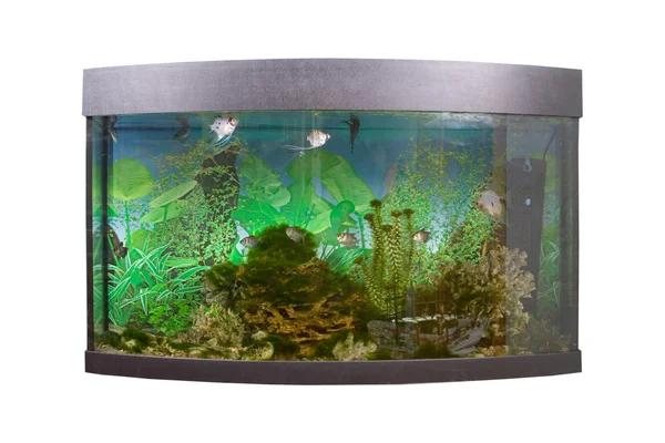 Tropické sladkovodní akvárium — Stock fotografie