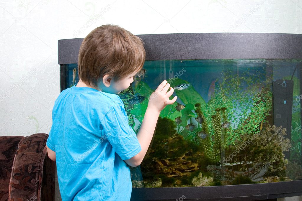 Boy looks at aquarian small fishes
