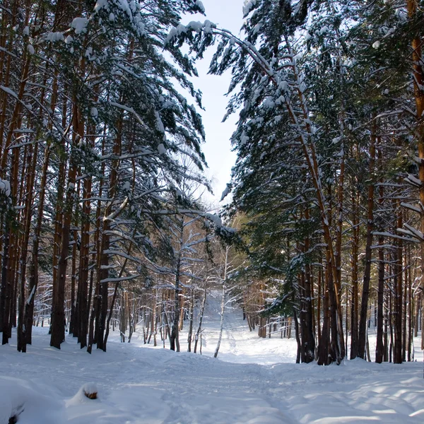 冬の松の木 — ストック写真