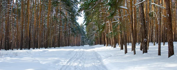 Winter grenen hout — Stockfoto