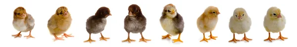 Uppsättning av kycklingar — Stockfoto