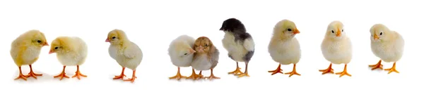 stock image Set of chickens