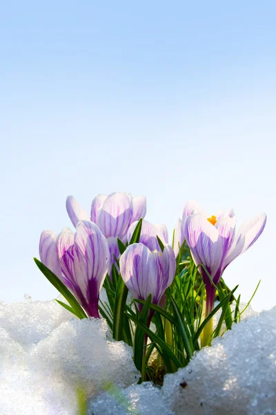 Karda mor çiçekler Çiğdem — Stok fotoğraf