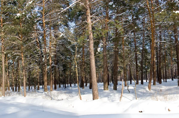 Madeira de pinho de inverno — Fotografia de Stock