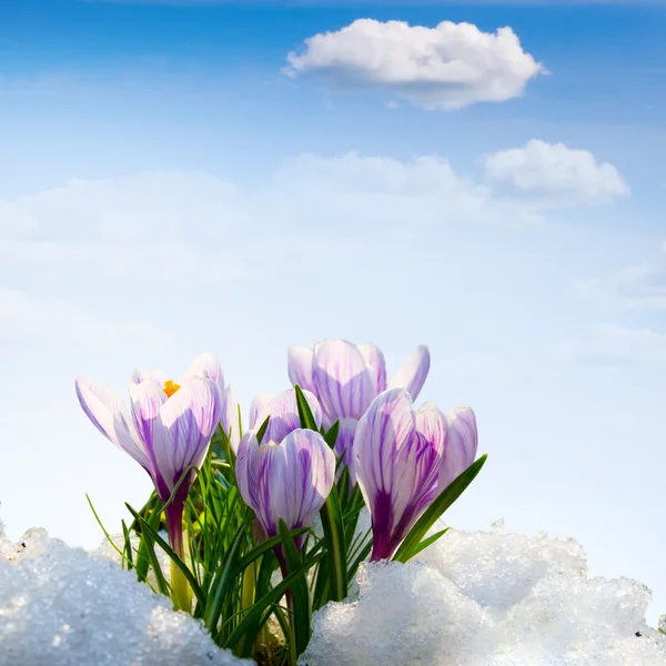 Paarse bloemen Krokus in de sneeuw — Stockfoto
