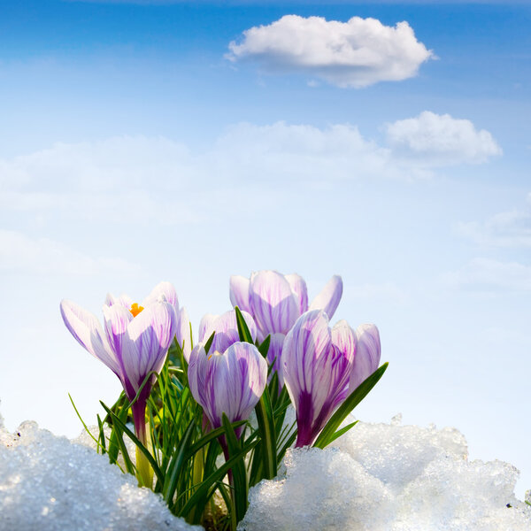 Flowers purple crocus in the snow