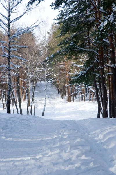 Winter grenen hout — Stockfoto