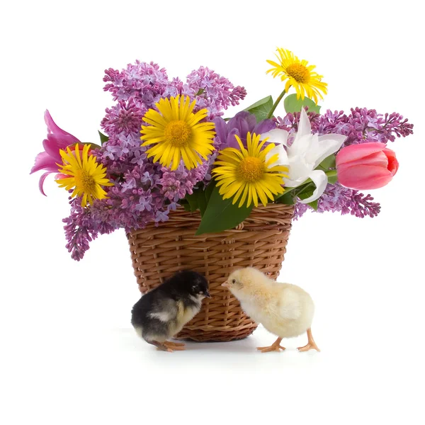 Pollos y ramo de flores — Foto de Stock