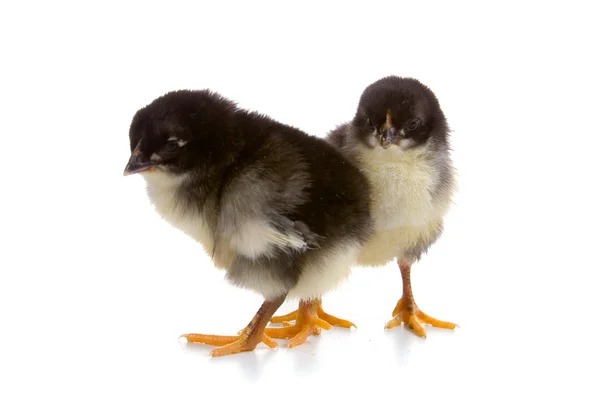 stock image Two black chickens