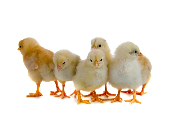Sex gula kycklingar — Stockfoto