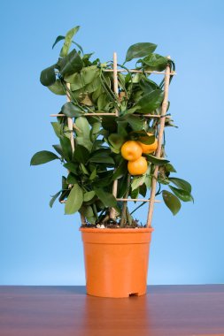 Tangerine tree (Citrofortunella microcarpa) clipart