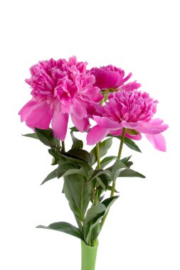 bir vazo içinde pembe peonies