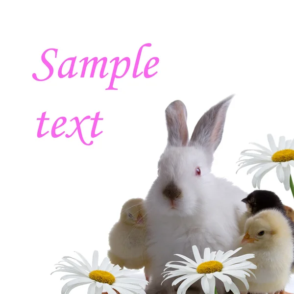 Kaninchen und Huhn über Gänseblümchen — Stockfoto