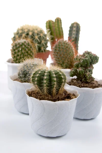 Cactus in pots — Stock Photo, Image