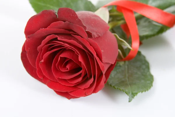 Κόκκινο τριαντάφυλλο με κορδέλα — Φωτογραφία Αρχείου