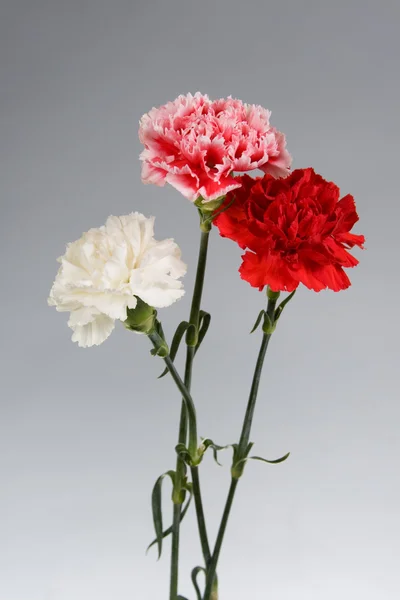 カーネーションの花束 — ストック写真