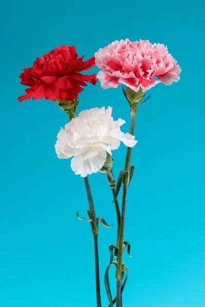 康乃馨花束 — 图库照片