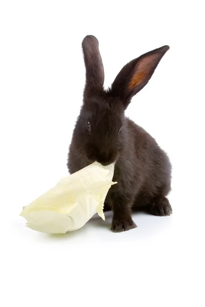 Black rabbit eats cabbage — Stock Photo, Image