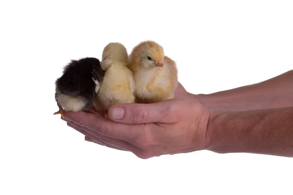 Kurczaki w ręku — Zdjęcie stockowe