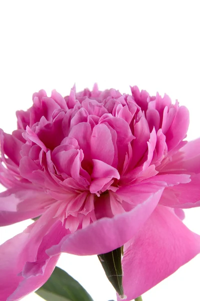 Rózsaszín bazsarózsa — Stock Fotó