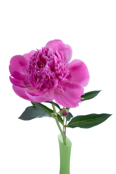 Pink peony in a vase — Stock Photo, Image
