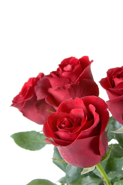 Strauß roter Rosen Stockbild
