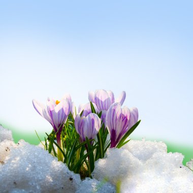 Flowers purple crocus in the snow clipart