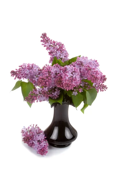 Buquê de lilás em um vaso preto — Fotografia de Stock
