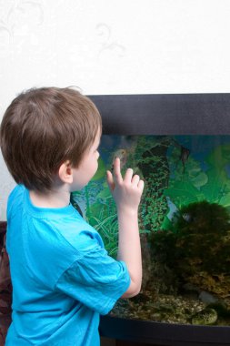 Boy looks at aquarian small fishes