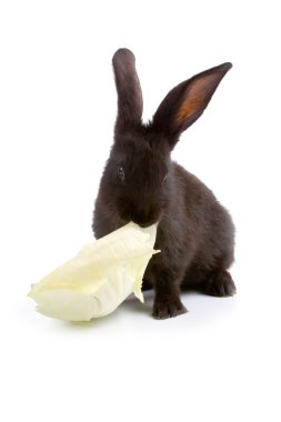 Black rabbit eats cabbage clipart