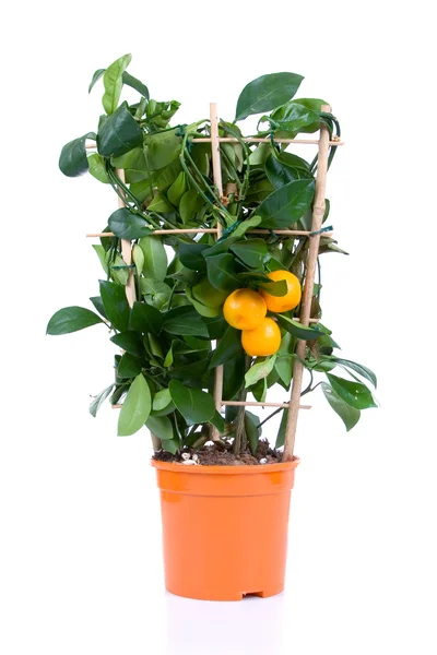 stock image Tangerine tree