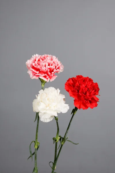 康乃馨花束 — 图库照片