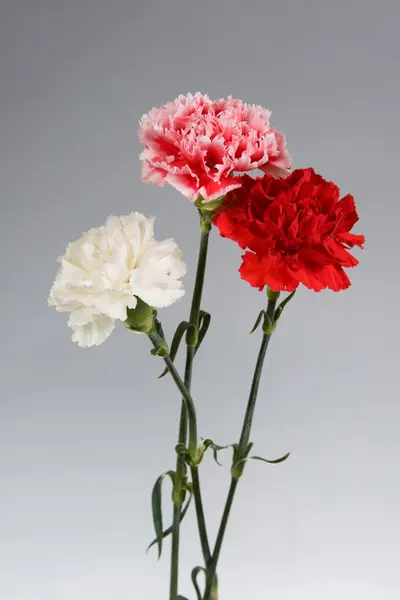 카네이션의 꽃다발 — 스톡 사진