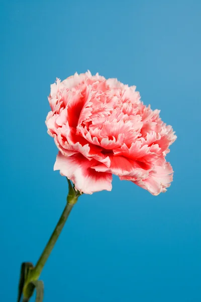 Carnation — Stock Photo, Image