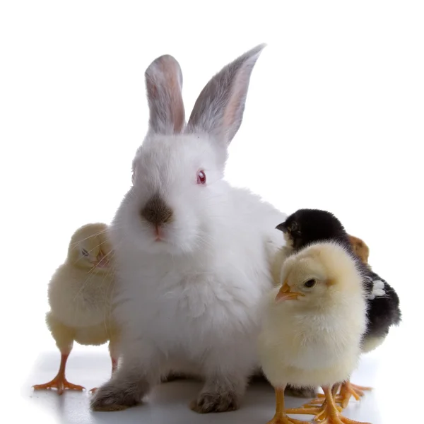 Rabbit and chickens — Stock Photo, Image