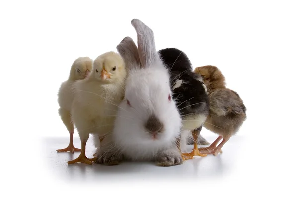 Rabbit and chickens — Stock Photo, Image