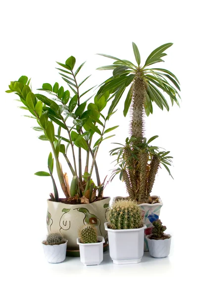 Деякі рослини кімнатні — стокове фото