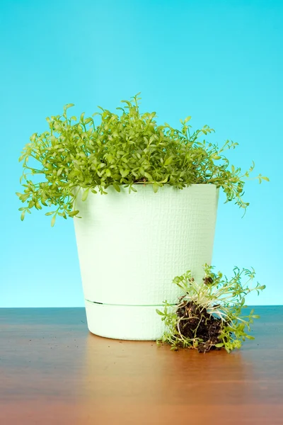 Watercress salad in a pot — Stock Photo, Image