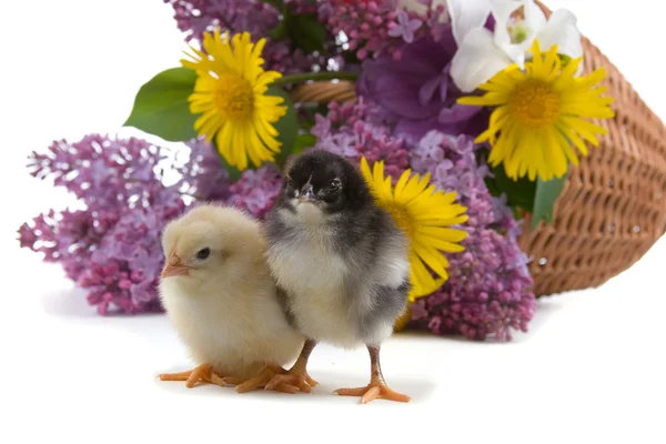 Chickens and bouquet of flowers — Stock Photo, Image