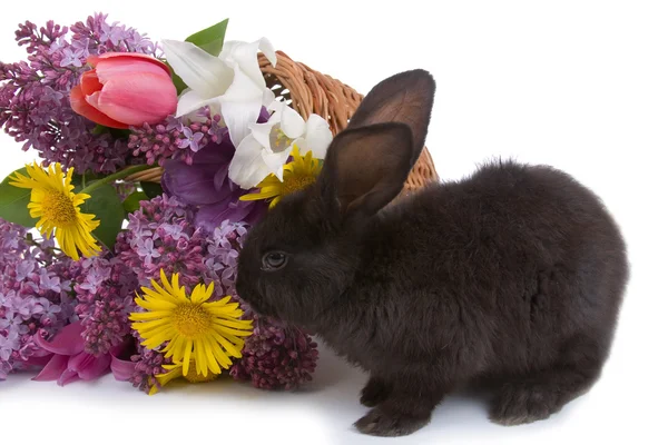 Rabbit and bouquet of flowers — Stock Photo, Image