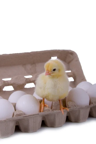 Kip zittend op eieren — Stockfoto