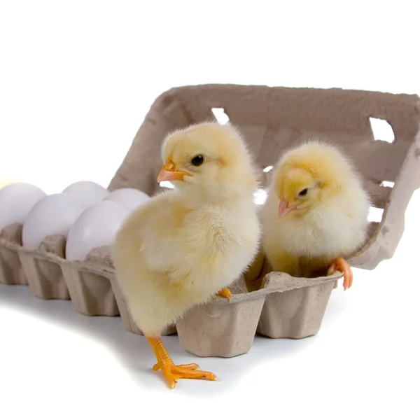 Poulets assis sur des œufs — Photo