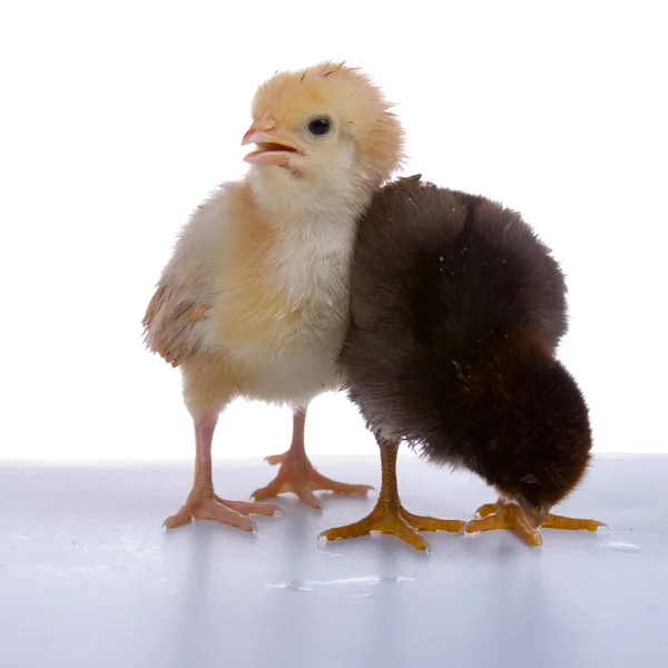 Tavuklar — Stok fotoğraf